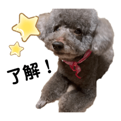 dog.kinako
