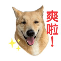 莫名奇喵之焦糖布丁一家