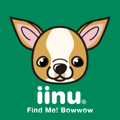 iinu  - Smooth Coat Chihuahua