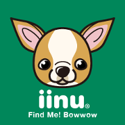 iinu  - Smooth Coat Chihuahua