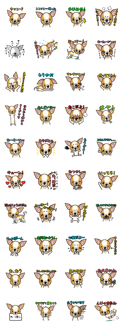 iinu  - Smooth Coat Chihuahua