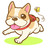 MIRCO of French bulldog