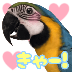 ルリコンゴウインコのウッウ