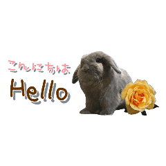 うちの子シリーズ『うさぎのアドちゃん』