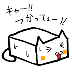 Tofu cat Kinu-chan