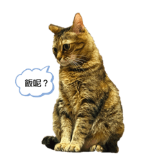 阿嬤養的貓（試水溫款