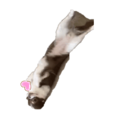 cocoa_20200308174913