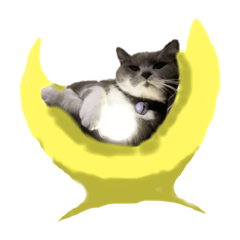 This is my cat bogo mi