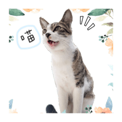 Tiger與小四の悠哉貓生之肚子好餓篇