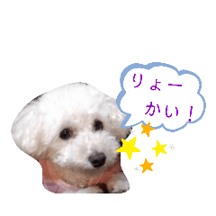 koko_20200308220823