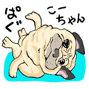 co-chan pug
