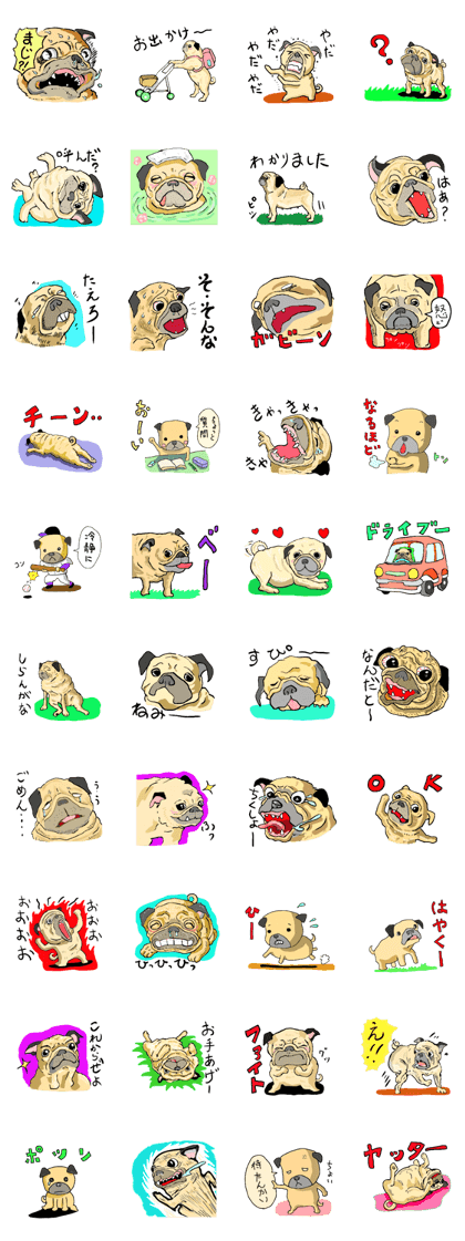 co-chan pug