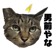my cat domo2