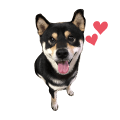 ㄇㄠˋ與ㄍㄚˉ