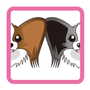 brown papillon & black papillon Part2