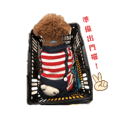 紅貴賓寶貝¥公主妹妹