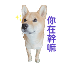 麻糬日常1