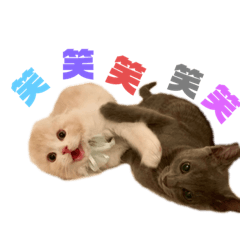 babarin_20200309232955