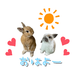 うちの子シリーズ『うさぎのくぅ&あお』
