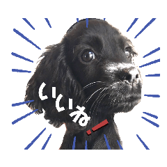 BLACKY_20200310010018