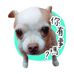 ㄚ乖 實用語錄