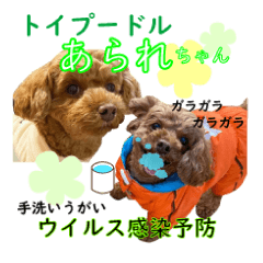 Toy poodle ARARE02Infection prevention