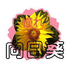 向日葵の花言葉