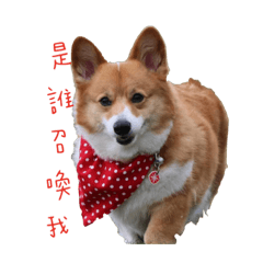 胖魯說