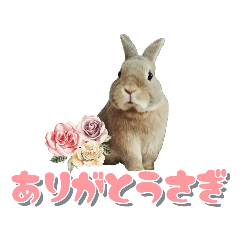 うちの子シリーズ『うさぎのチビちゃん』