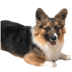 Corgi's Fukusuke