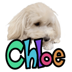 My pet dog, Chloe !