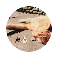 貓貓日常！