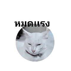 CAT_white