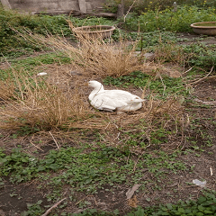 Mother goose laying eggs