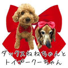 Dachsh Nene-chan and Toy Poodle Ku-chan