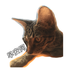 摩卡和拿鐵☕️