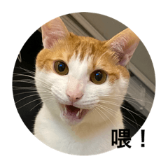 My Cats— Mini & Cooper