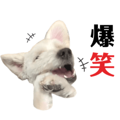 dog and dog.