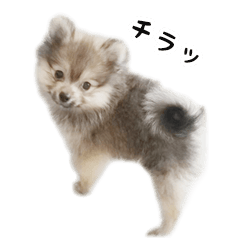 CutePomeranian