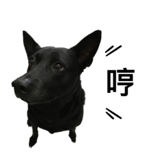 愛犬黑黑