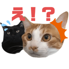 hiroki_20200312070508