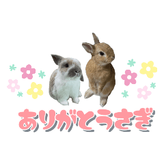 うちの子シリーズ『うさぎのあお&くぅ』