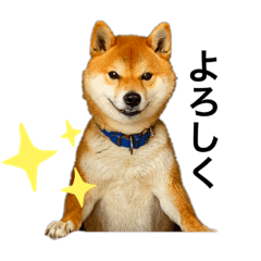 Japanese Shiba Dog, Kotetsu, part.1