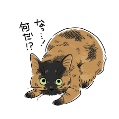 Tortoiseshell cat "sabi chan"