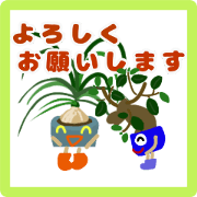houseplant annual