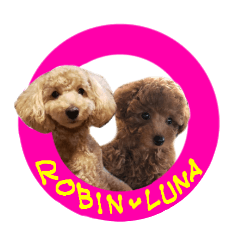 Toy poodle Stamp of Luna and Robin