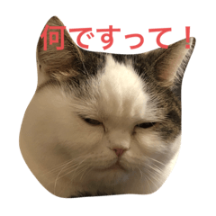 matsu_20200312235743