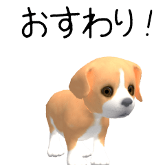 Lemon Beagle CG puppy