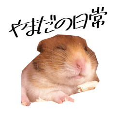 The Golden Hamster Ymada