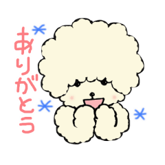 The toy poodle which is Afro